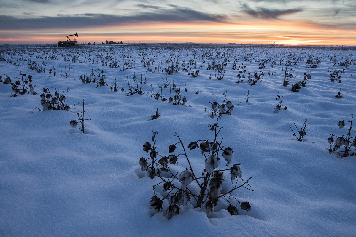A dryland crop that likely will be an insurance claim remains after a 10-inch snowfall. Dryland farming is all about timing. The 2018 growing season was bookended by a drought with summer temperatures over 100 degrees, hurting dryland, and late rains and freezing temperatures making it hard for viable crops to be harvested.